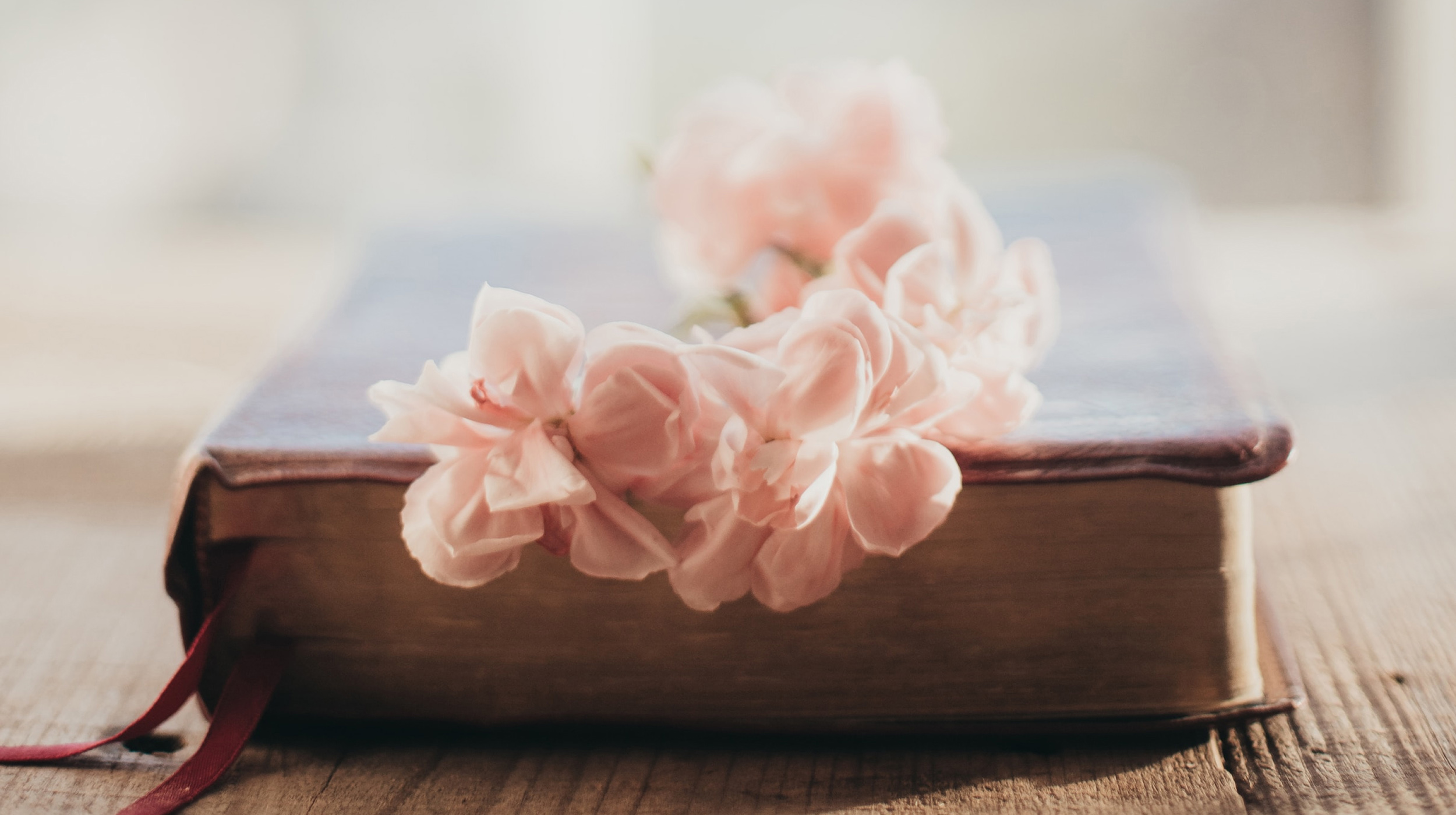 Rosa blommor