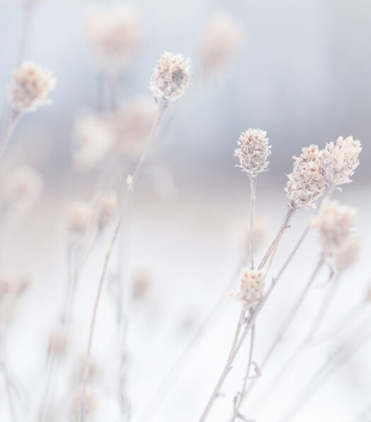 Vita blommor