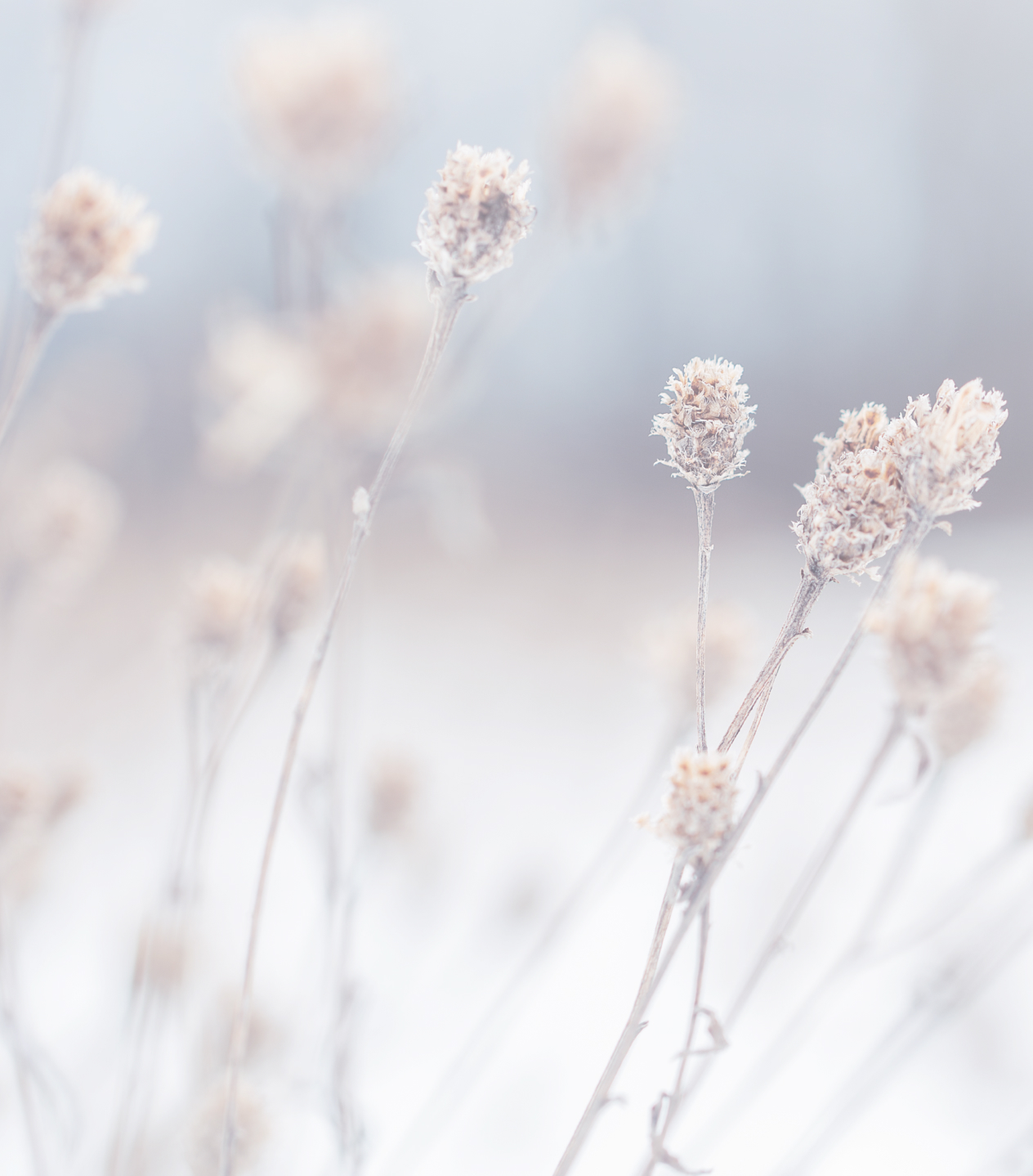 Vita blommor