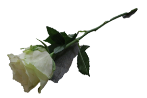 Blommor till begravning Nykvarn - Beställ blommor till begravning - Handbukett vit ros